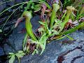 cobra plant
